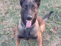 Belçika malinois