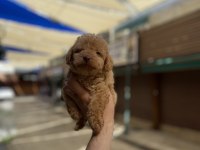 Hakiki orjinal (toy poodle)
