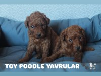 RED BROWN TOY POODLE YAVRULARI