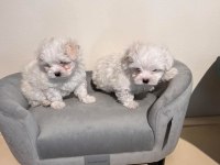 Morkie bebeklerim 2 kg