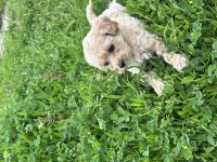 Bal Küpü Ev Bakımlı Çiş Eğitimli Maltipoo