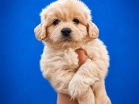 BEYAZ PAMUK MALTİPOO BEBEĞİMİZ