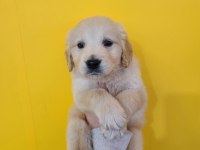 Golden Retriever Yavruları