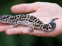 Evcil Leopard Geckolar