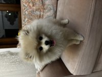 Pomeranian boo köpeği