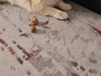 British shorthair by12 erkek 1 yaş