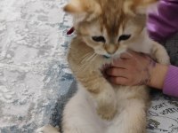 Tamamen sağlıklı 2 güzel scottish fold
