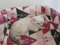 3 aylık bebek scottish fold
