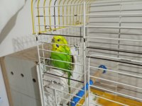 On numara takım ve tek muhabbet kuşlar