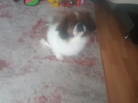 Pekinez köpeğimi sahiplendirmek istiyorum