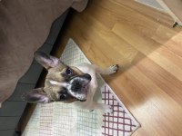 7 aylık dişi french bulldog
