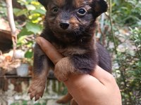 Kısa tüylü minyatür pinscher bebekler