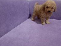 Poodle yavrularımız Mini boy ırk garantili teslim