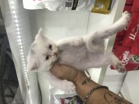 British Shorthair Güzellikler
