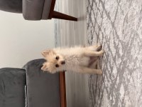 Pomeranian yavru 6 aylık