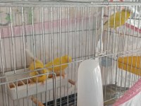 Yavru Lank Kırmaları Kuşlarım