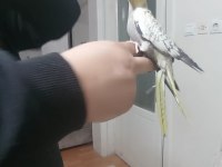 Yavru sultan papağanı