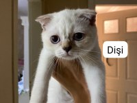 Scottish fold 3 aylık kedimiz
