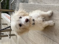 4 Aylık Aşılı Çipli Maltipoo