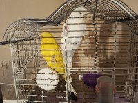Takım lutino albino muhabbet kuşu