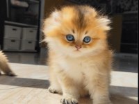 Küçük british longhair aslana yuva arıyoruz