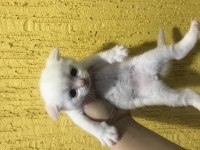 1 aylık yavrular scottish fold