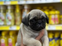 IRK GARANTİLİ PUG YAVRULAR