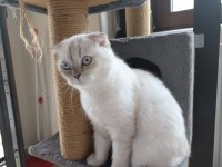 Yavru cins british shorthair uygun puanlı