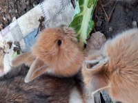 Sevimli Bebiş Tavşanlar 100 Puan
