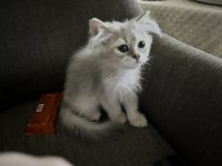 British Longhair Erkek Yavru Kedimiz