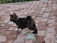 amerikan akita köpeği