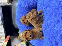VETERİNER HEKİMDEN RED BROWN TEA CUP TOY POODLE YAVRULAR