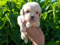 Maltipoo bebeklerim