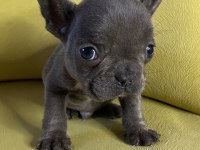 French bulldog blue erkek yavru