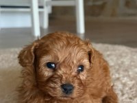 Poodle yavrularımız