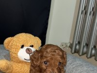 Kore Poodle