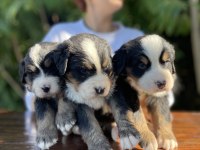 MÜKEMMEL BERNESE DAĞ KÖPEĞİ YAVRULAR