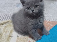 British Shorthair Minnoşum