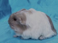 GİNEPİNG ZONGULDAK PETSHOP