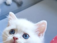 British shorthair yavrularımız