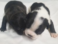 French Bulldog bebekler