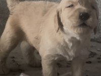 Erkek golden retriever a kalite