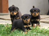 ROTTWEİLER YAVRU KÖPEKLERİMİZ