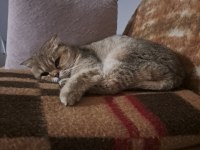 Show kalite british shorthair