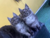 Safkan Main coon yavrular