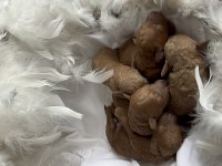 2 HAFTALIK POODLE KAHVERENGİ BEBEKLER