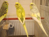 Dişi erkek muhabbet kuşu