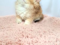 Nadir Tür British Longhair Golden Dişi Yavrularım