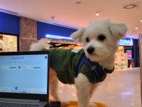Sağlıklı maltese terrier 0 numara