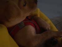 4 aylık pinscher